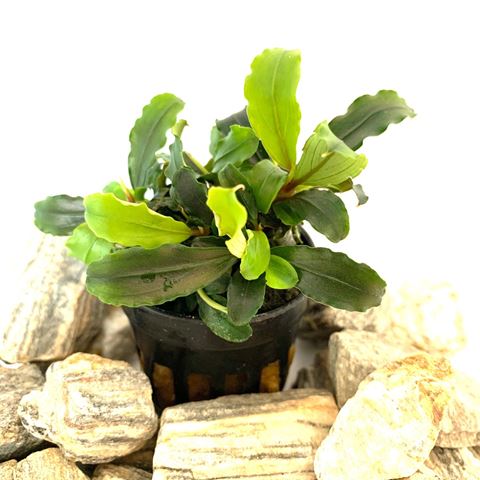 Bucephelandra theia green in pot